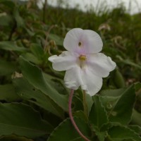 Impatiens henslowiana Arn.